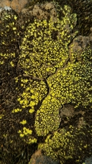 Acarospora schleicheri