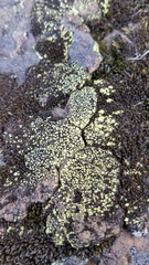 Acarospora schleicheri