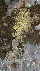 Acarospora schleicheri