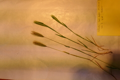 Hordeum murinum leporinum