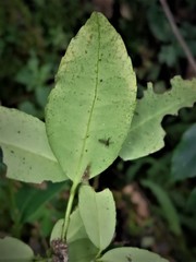 Ilex discolor tolucana