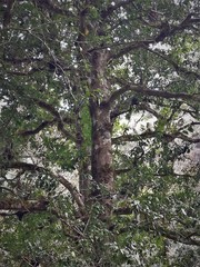 Ilex discolor tolucana