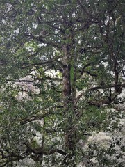 Ilex discolor tolucana