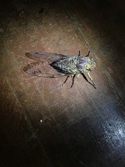 Orientopsaltria alticola