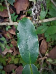 Ilex discolor tolucana