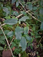 Ilex discolor tolucana