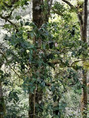 Ilex discolor tolucana