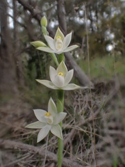 Thelymitra albiflora