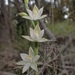 White Sun Orchid - Photo (c) Ralph Foster, some rights reserved (CC BY-NC), uploaded by Ralph Foster