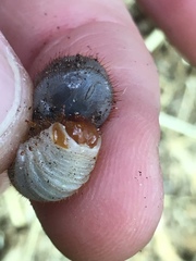 Protaetia cuprea