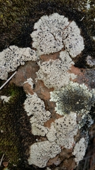 Diplocystis
