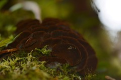 Hymenochaete microcycla