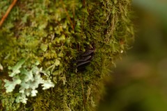 Hymenochaete microcycla