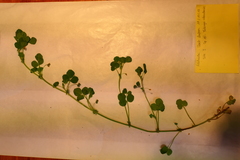 Medicago orbicularis