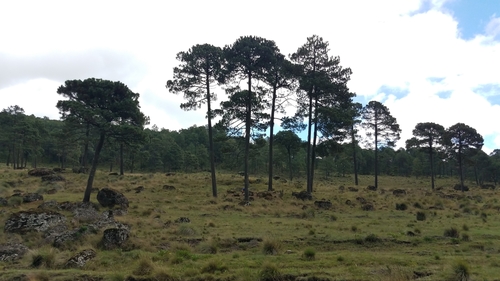 Image of Pinus hartwegii by (c) Alan Rockefeller, some rights reserved (CC BY)