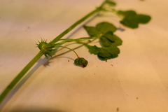 Medicago orbicularis