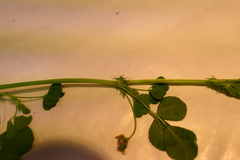 Medicago orbicularis