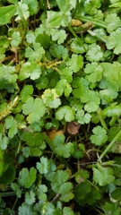 Hydrocotyle microphylla