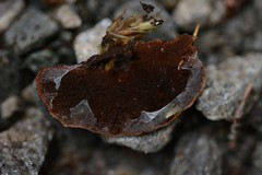 Hymenochaete microcycla