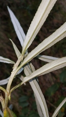 Senecio cinerarioides