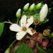Dipterocarpaceae - Photo (c) Min Sheng Khoo, algunos derechos reservados (CC BY-NC-SA)
