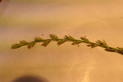Lolium rigidum