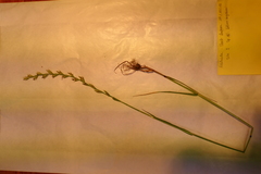 Lolium rigidum