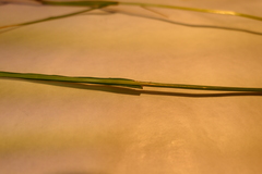 Lolium rigidum