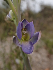 Thelymitra grandiflora