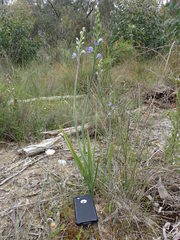Thelymitra grandiflora