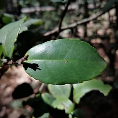Ilex discolor tolucana