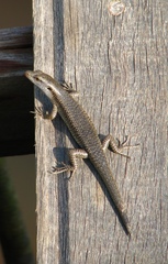 Emoia atrocostata