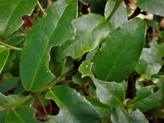 Ilex discolor tolucana