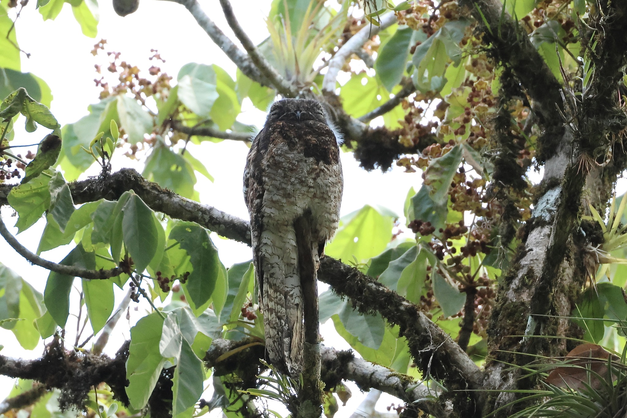 Great Potoo illustration