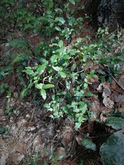 Ilex discolor tolucana