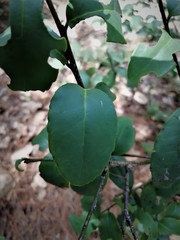 Ilex discolor tolucana