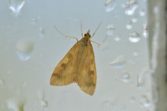 Mnesictena flavidalis
