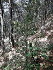 Ilex discolor tolucana