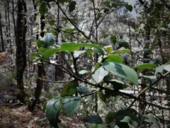 Ilex discolor tolucana