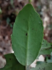 Ilex discolor tolucana
