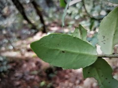 Ilex discolor tolucana