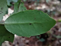 Ilex discolor tolucana