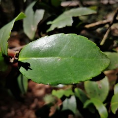 Ilex discolor tolucana