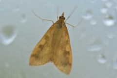 Mnesictena flavidalis