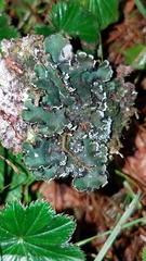 Erioderma