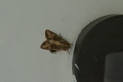 Ichneutica insignis