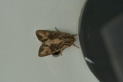 Ichneutica insignis