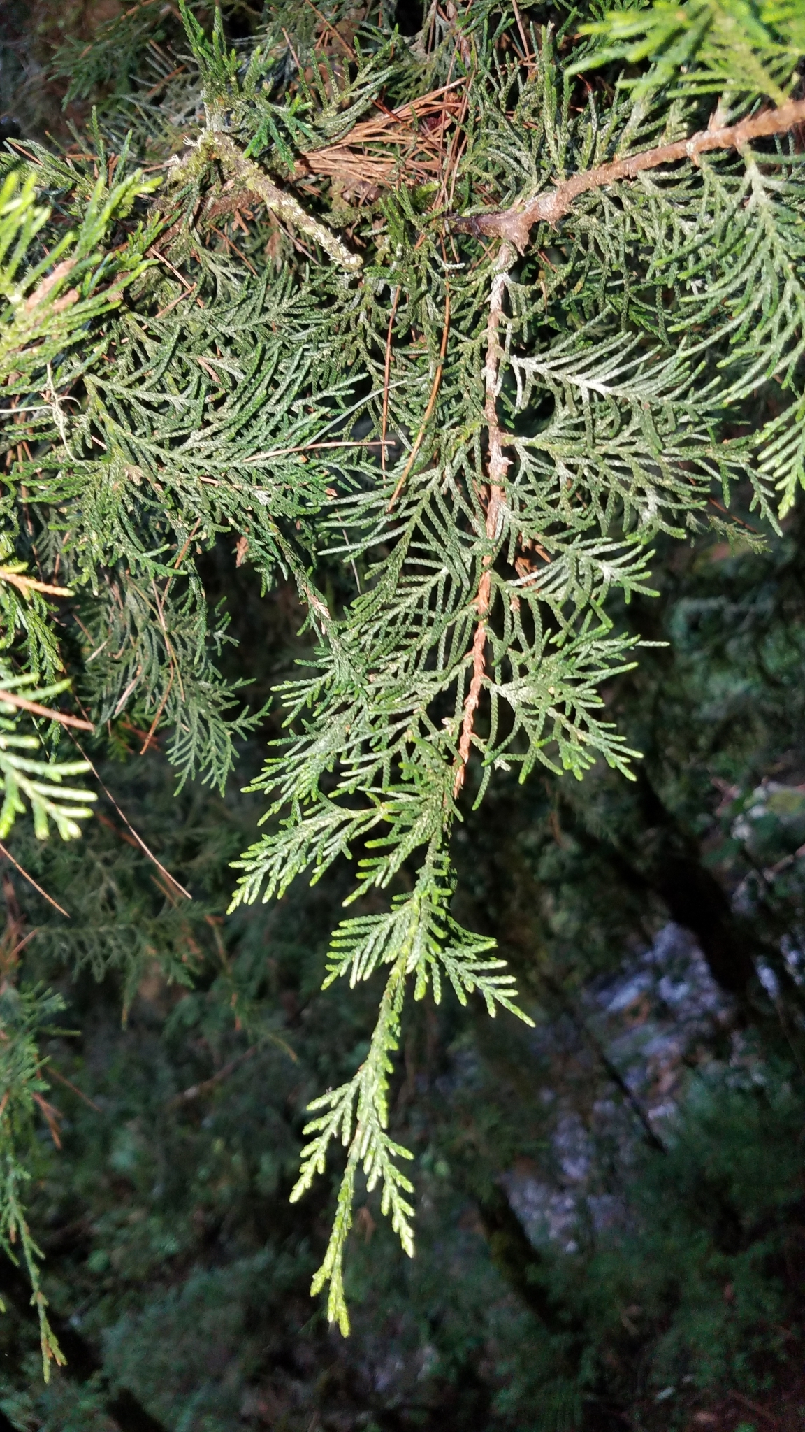 Bentham Cypress (Hesperocyparis benthamii)