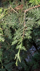 Cupressus benthamii