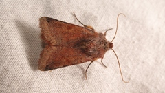 Agrochola haematidea